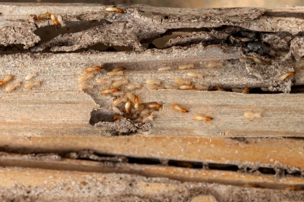 Pest Control Cost in Kalifornsky, AK