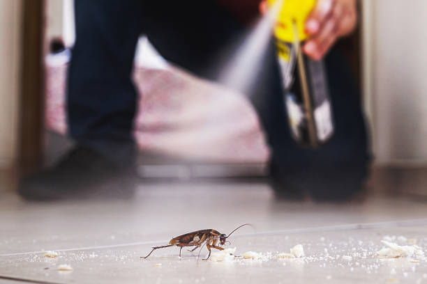 Best Wasp Removal Services  in Kalifornsky, AK