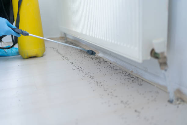 Best Termite Control Services  in Kalifornsky, AK